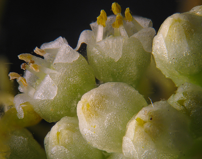 Cuscuta campestris / Cuscuta ungherese